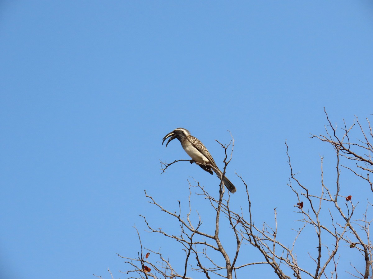African Gray Hornbill - ML647891761