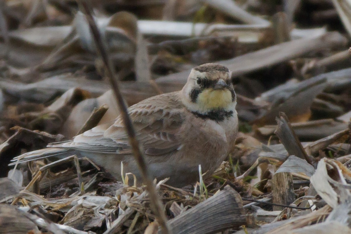 Horned Lark - ML647891762