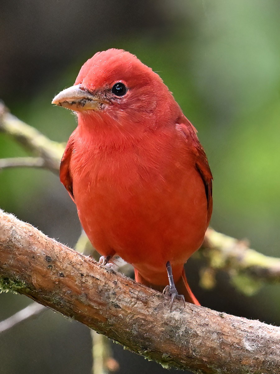 Summer Tanager - ML647891763