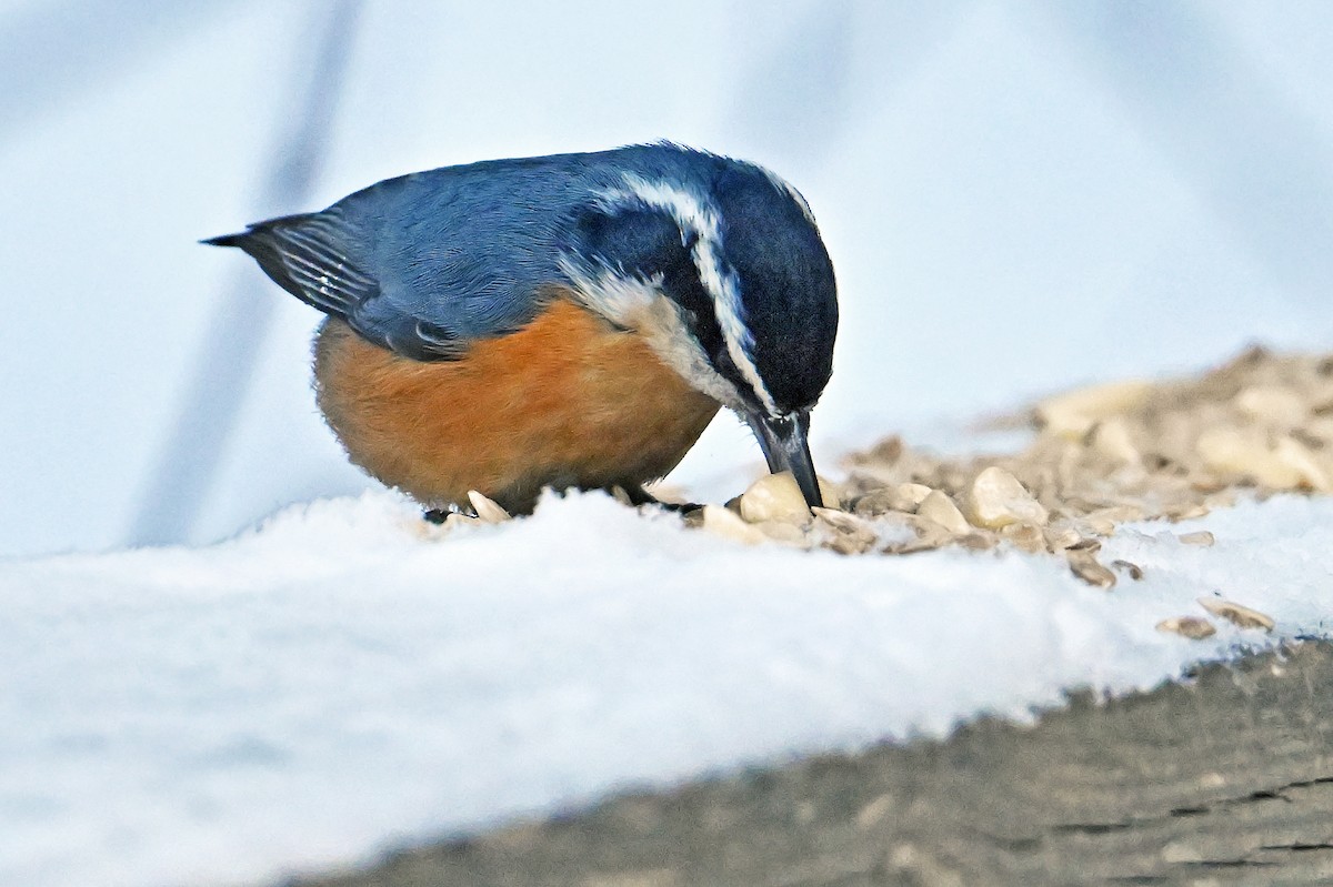 Red-breasted Nuthatch - ML647891764