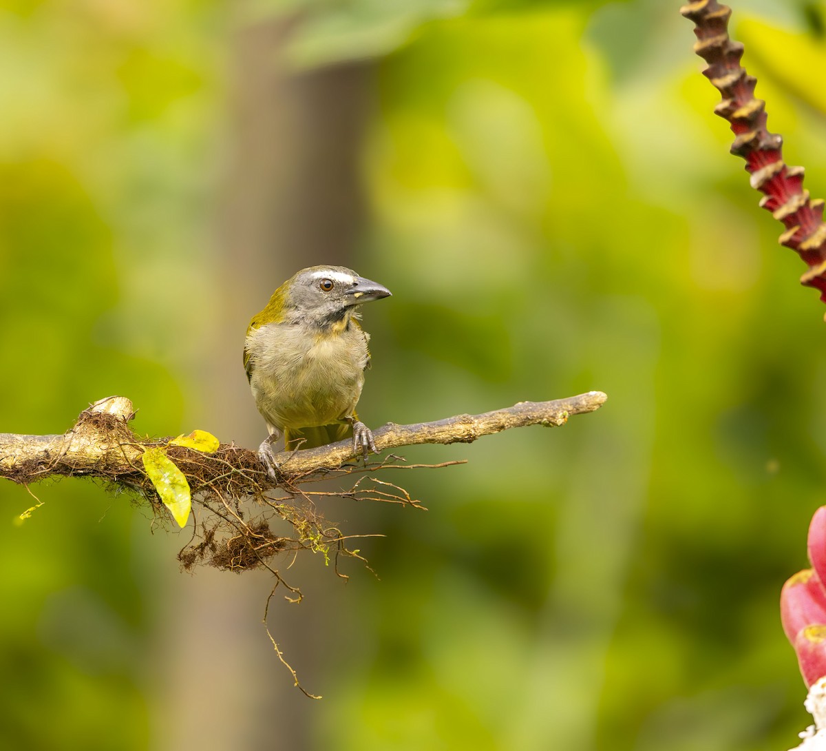 Buff-throated Saltator - ML647891765