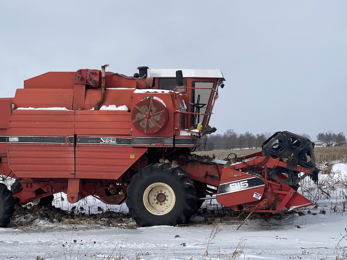 Mourning Dove - ML647891766