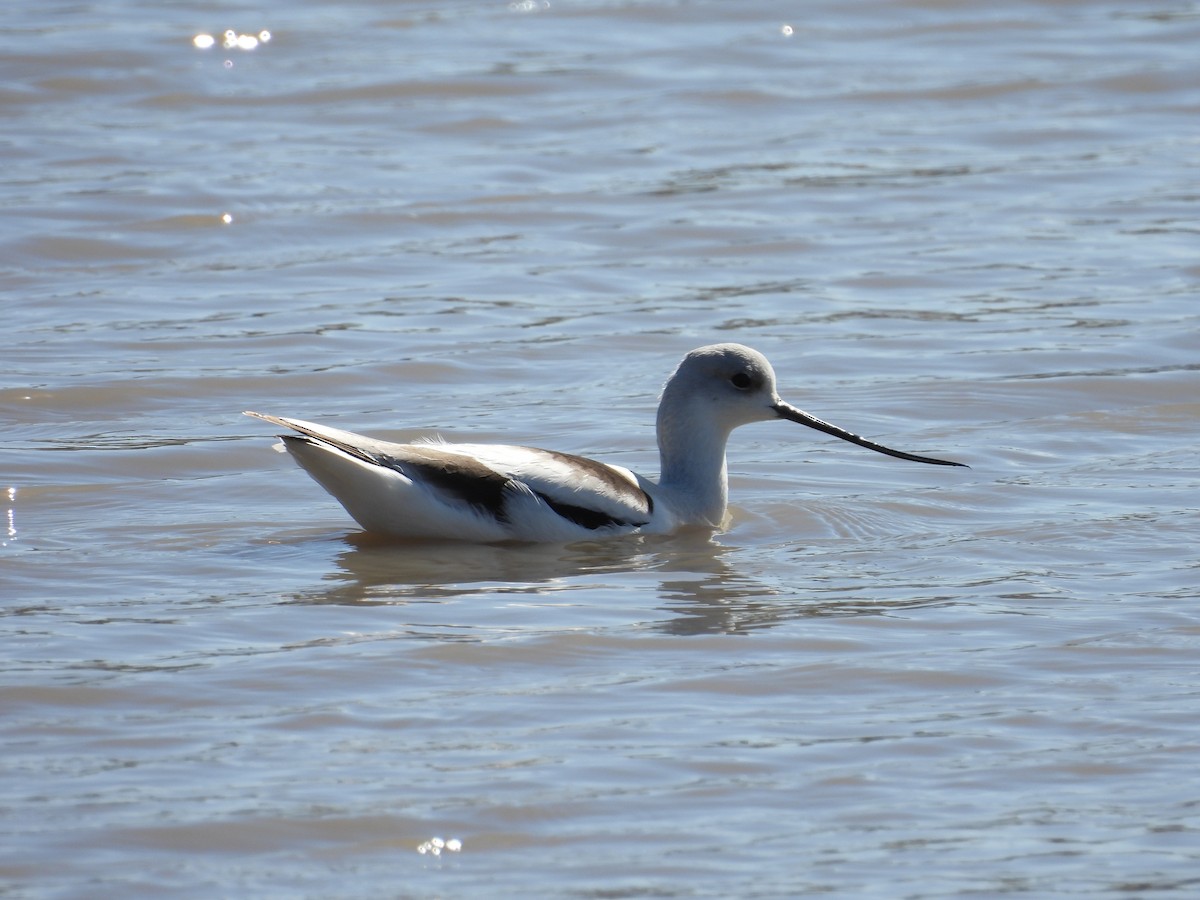 American Avocet - ML647891768