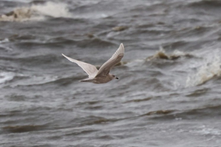 Iceland Gull (kumlieni) - ML647891770