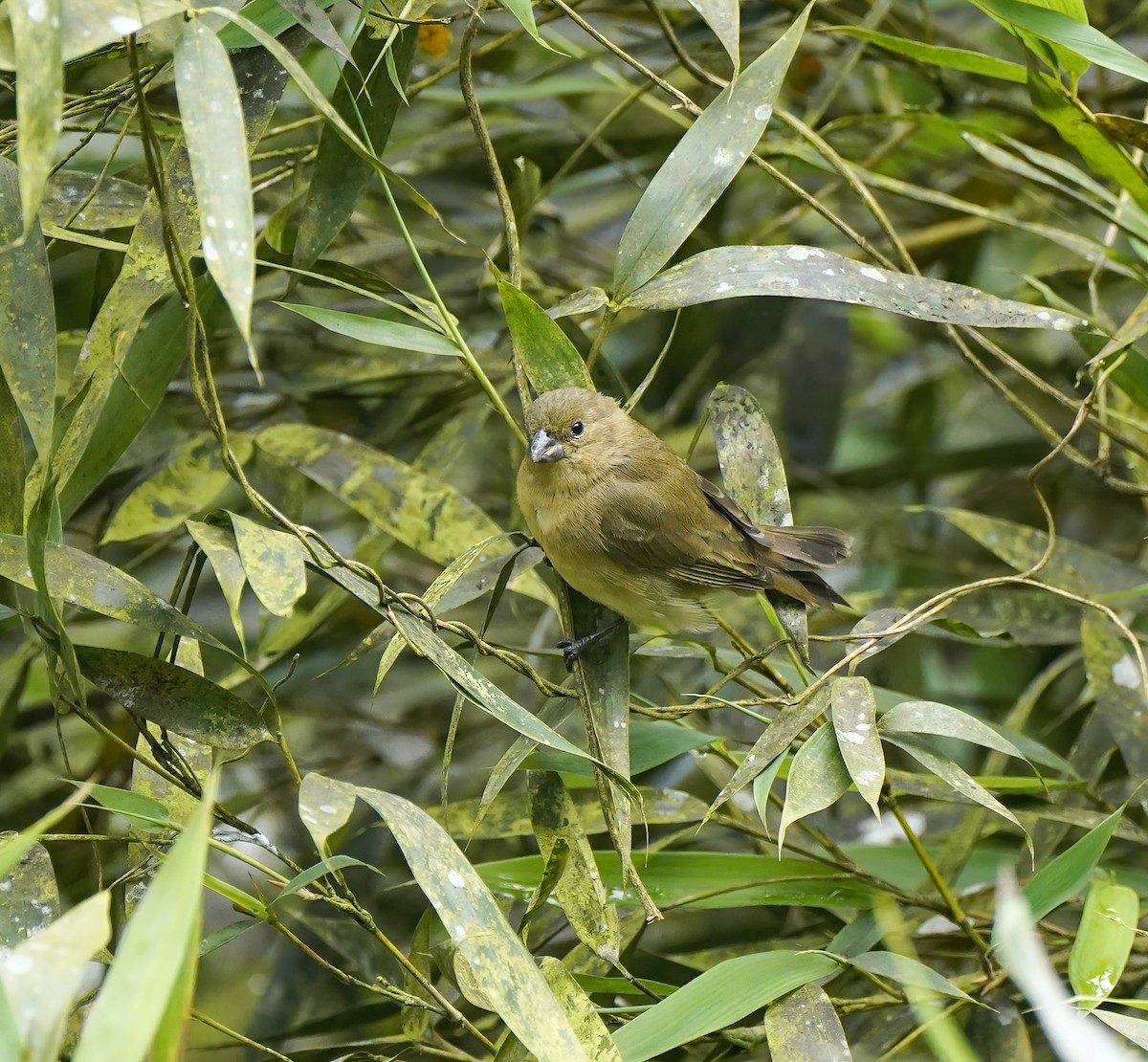 Variable Seedeater - ML647891772
