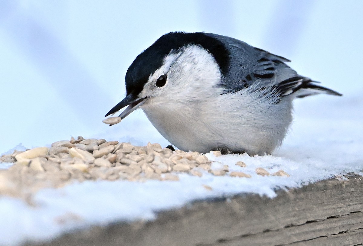 White-breasted Nuthatch - ML647891775