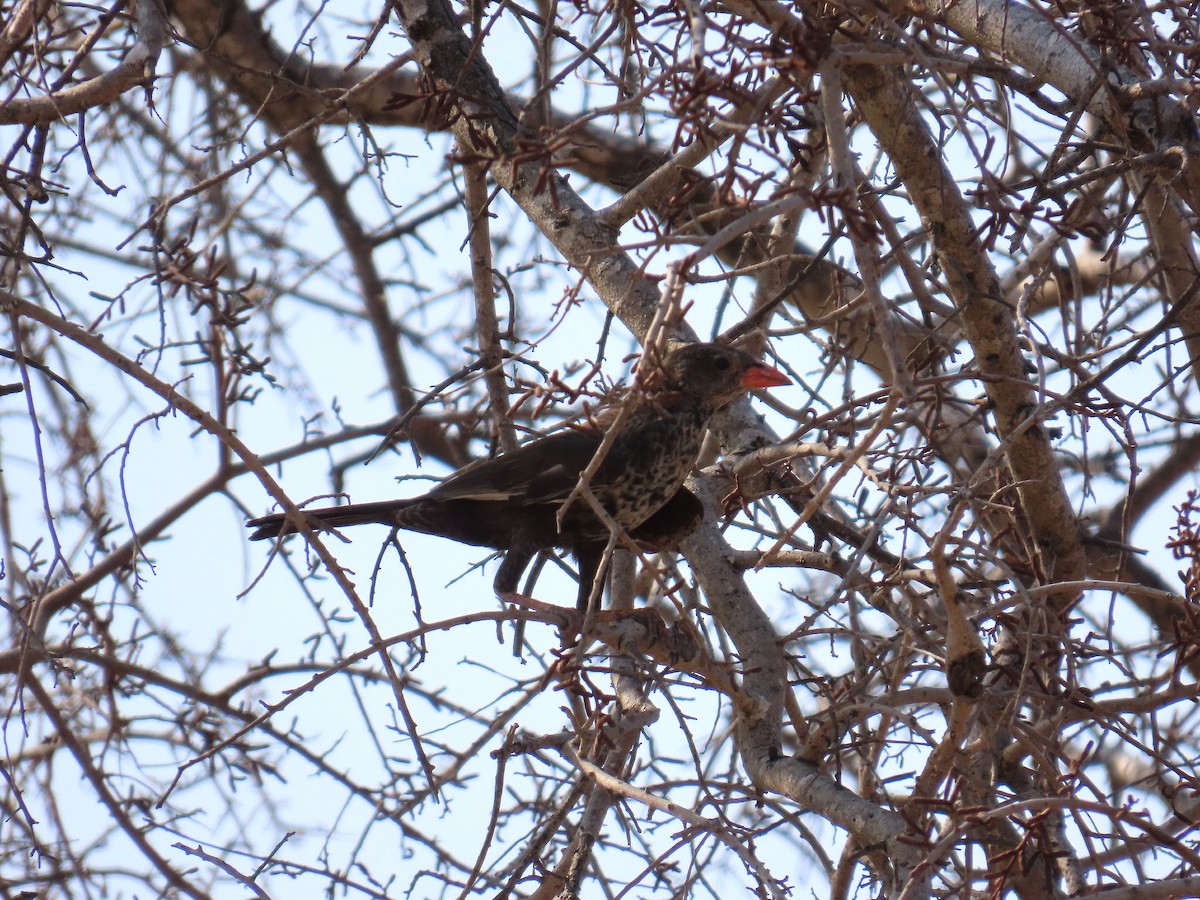Red-billed Buffalo-Weaver - ML647891777