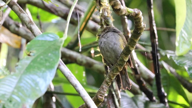Hylocitrin à flancs jaunes (bonensis) - ML647891796