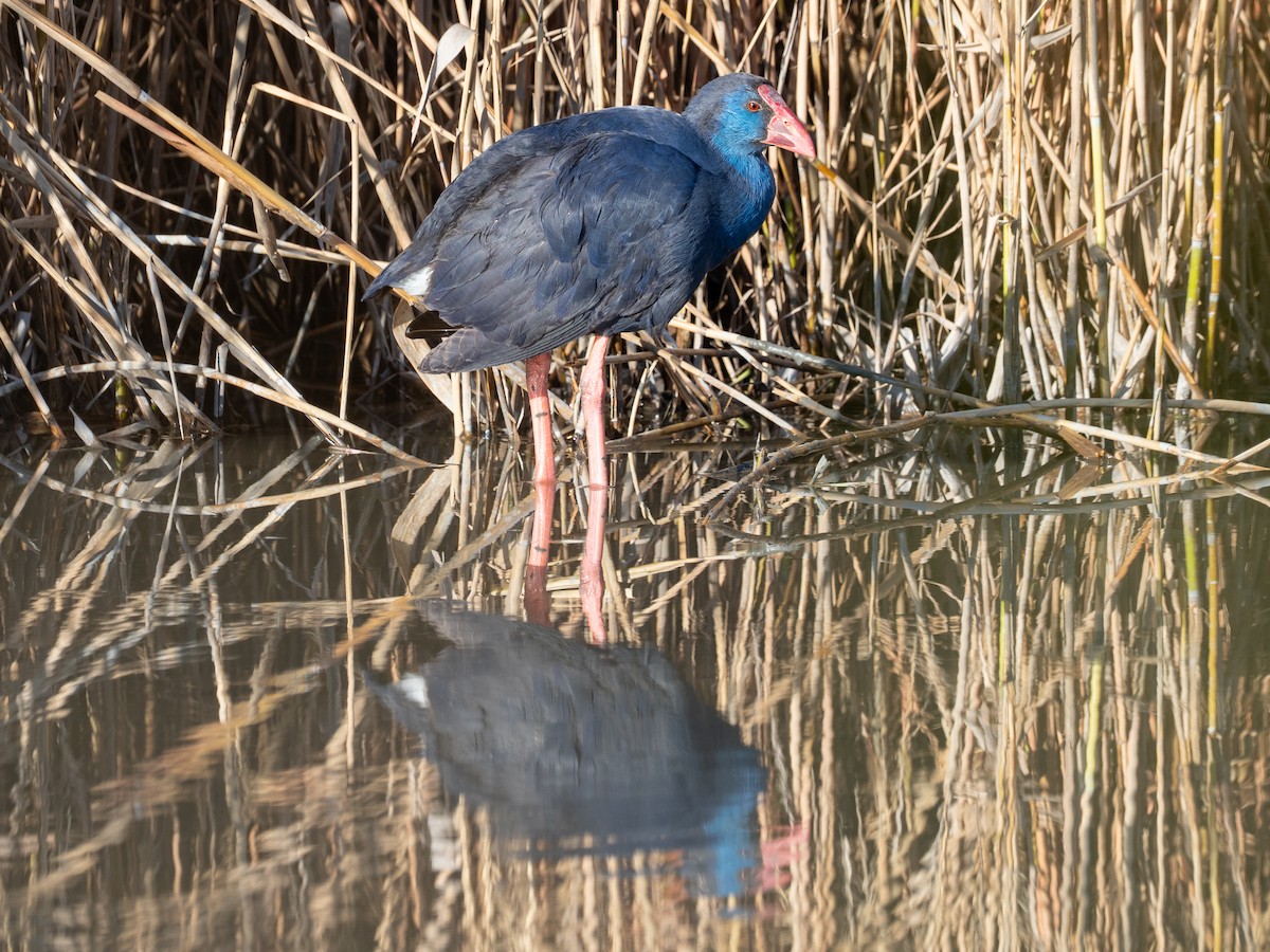 Султанка - ML647891824