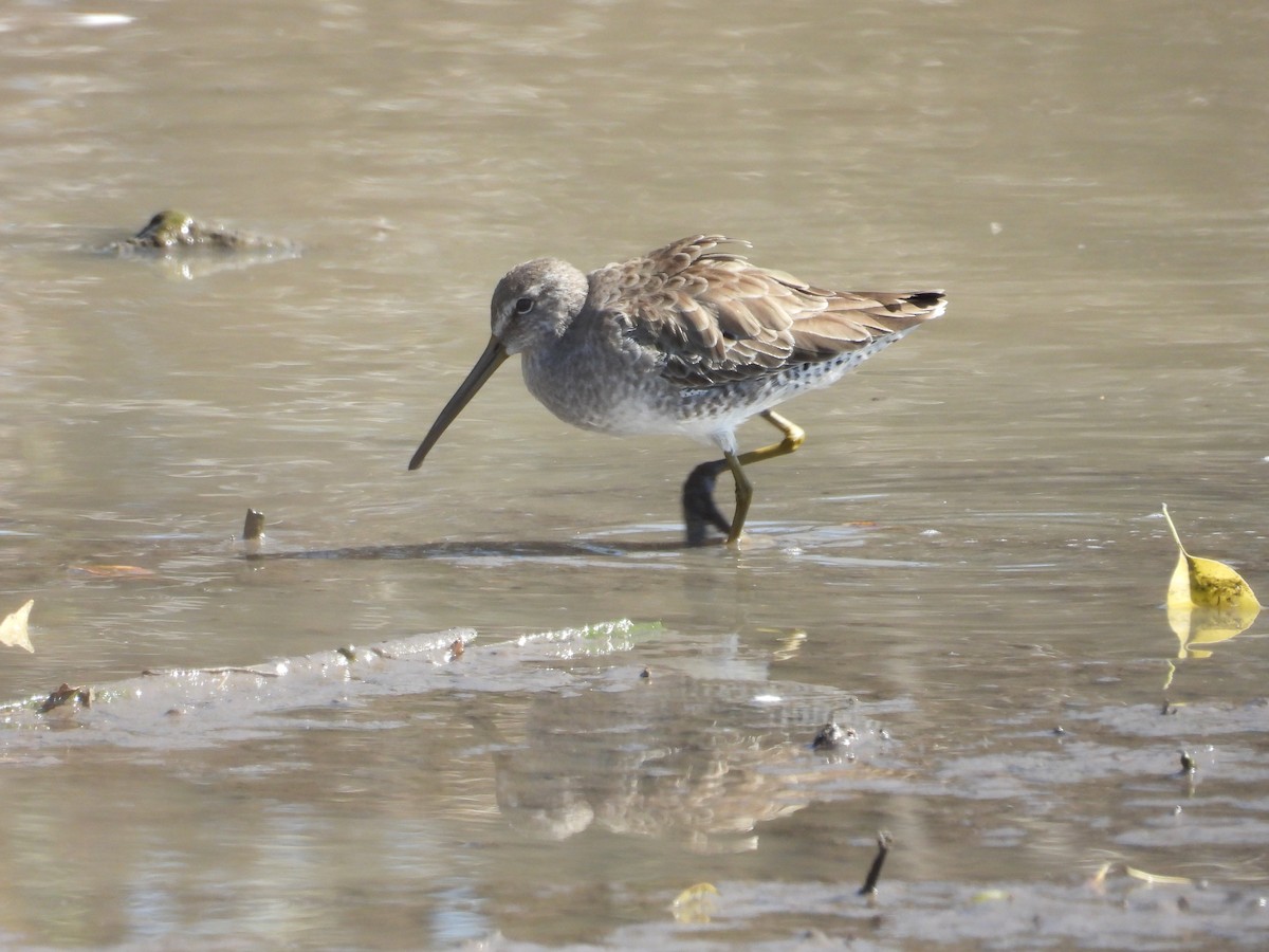 Bécassin à long bec - ML647891831