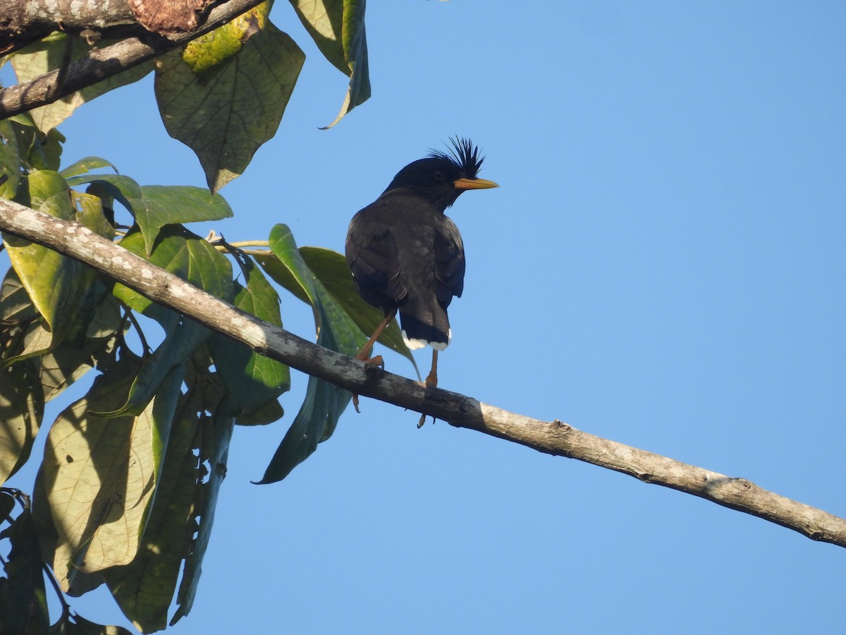 Grand Martin - ML647891832