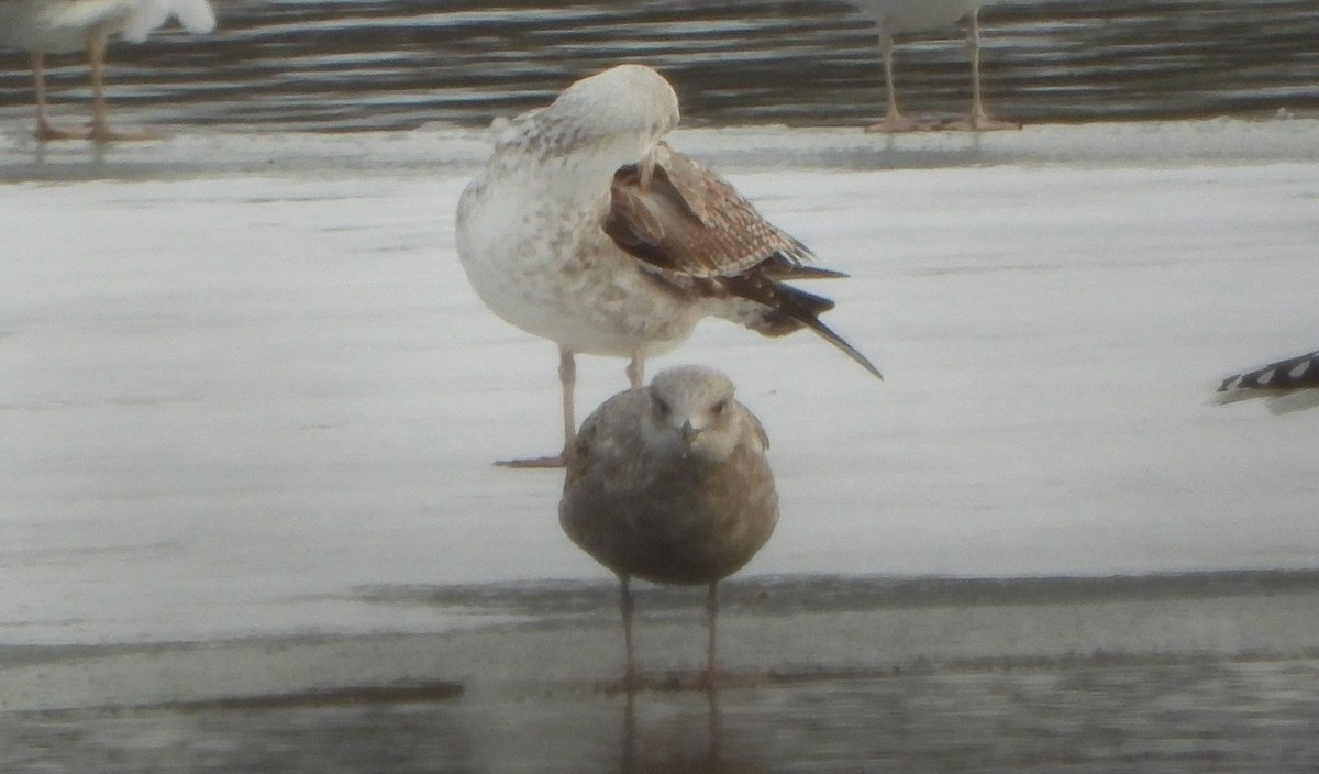 Goéland brun - ML647891833