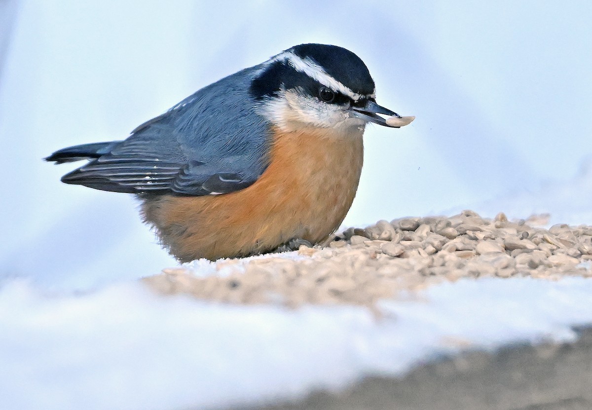 Sittelle à poitrine rousse - ML647891834