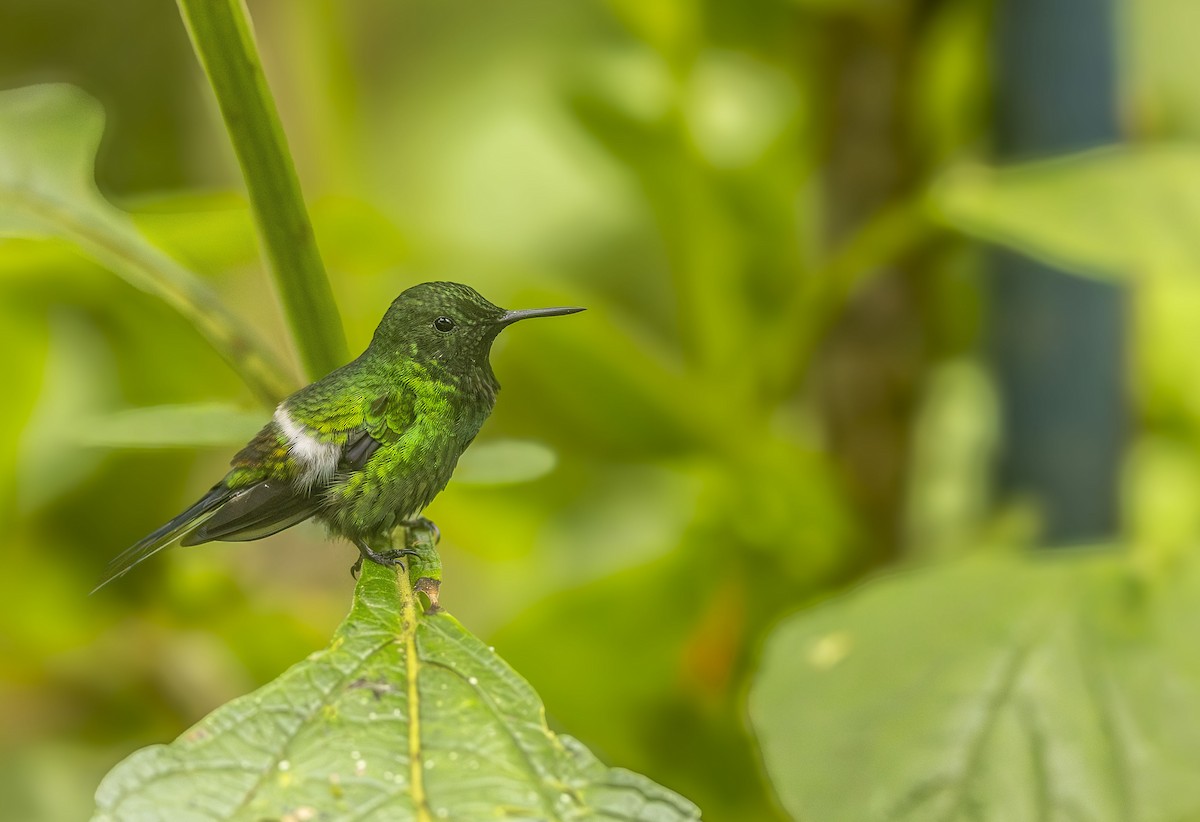 Coquette à queue fine - ML647891836