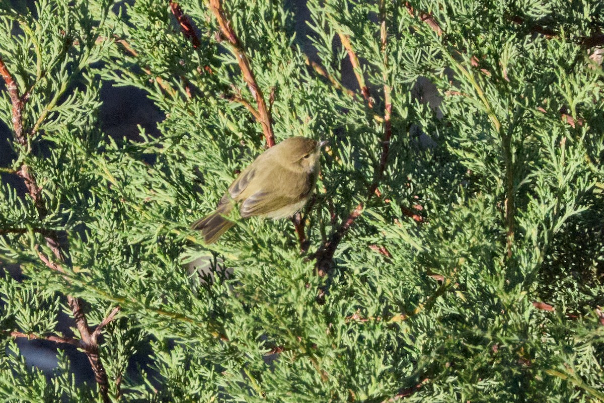 Pouillot véloce - ML647891837