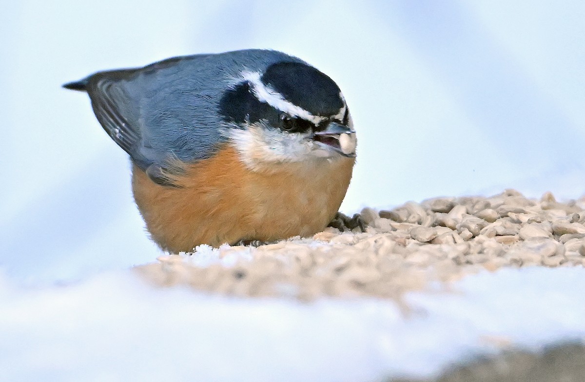 Sittelle à poitrine rousse - ML647891838