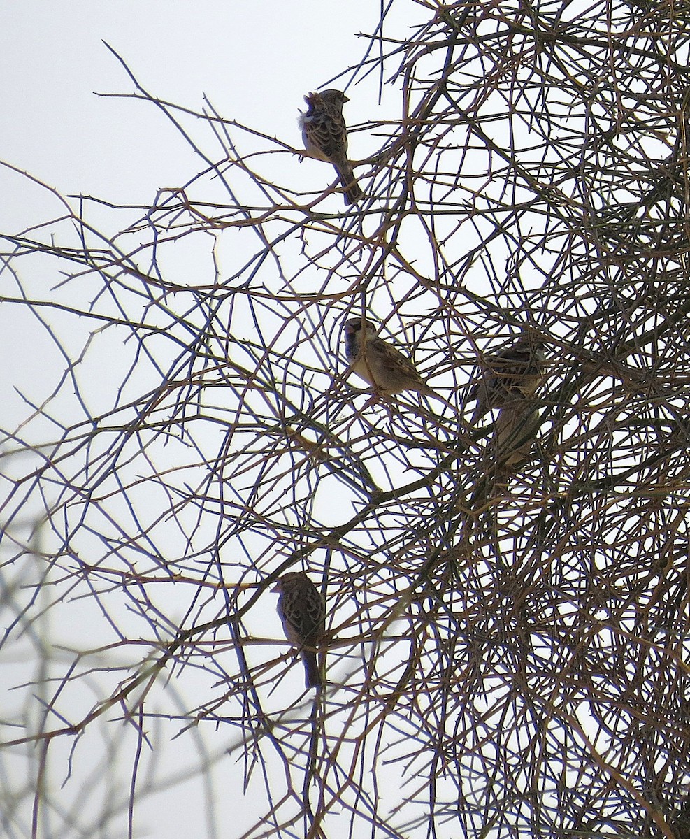 Moineau domestique - ML647891839
