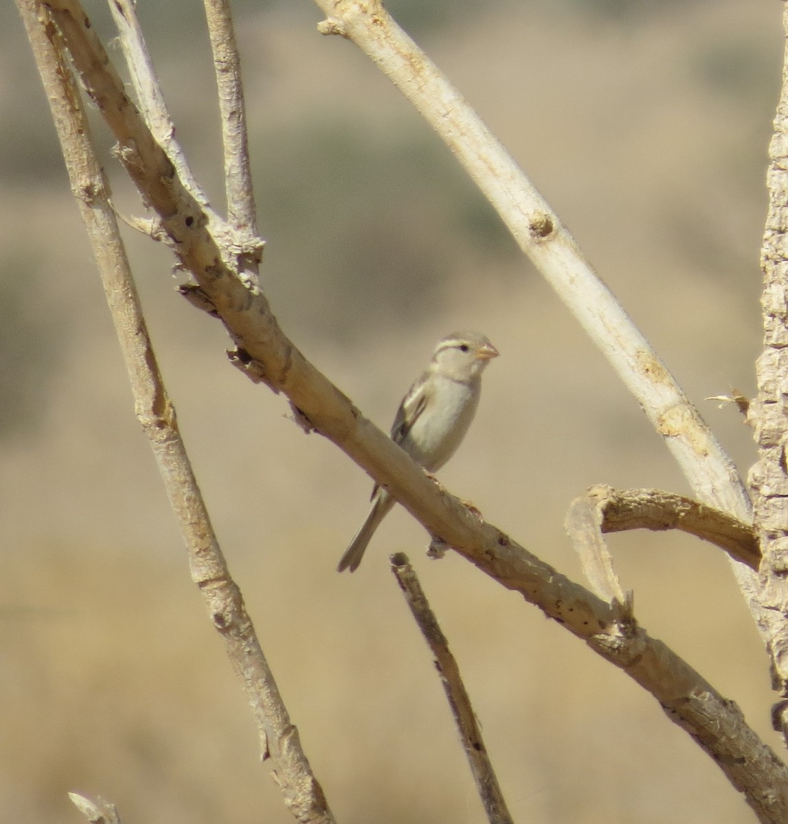 Moineau domestique - ML647891840
