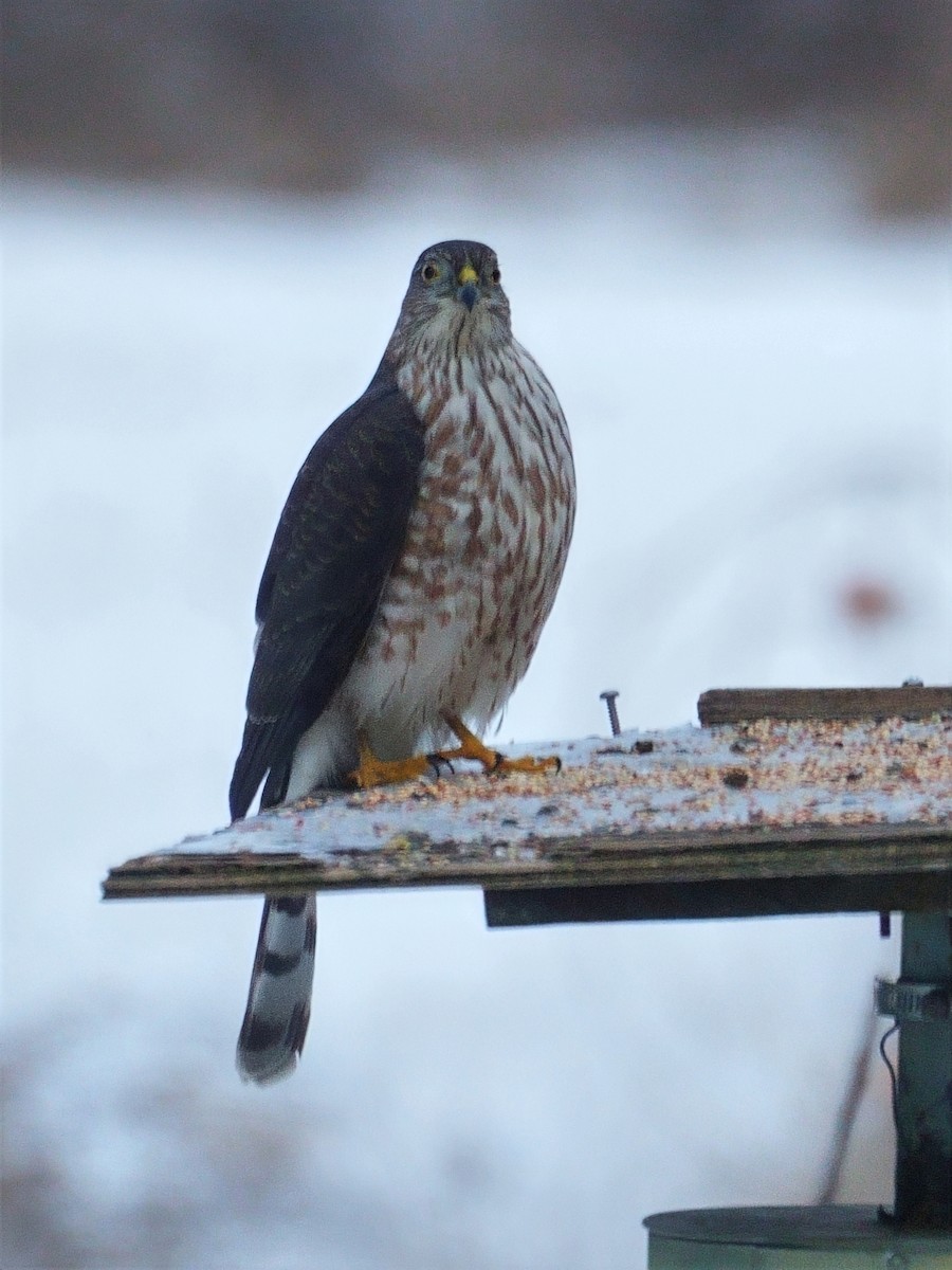 Épervier brun - ML647891842