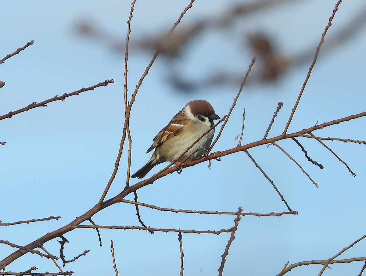 Moineau friquet - ML647891843