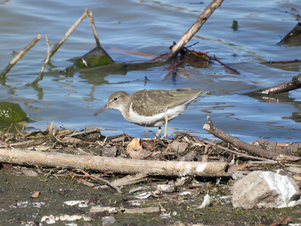 Chevalier grivelé - ML647891844