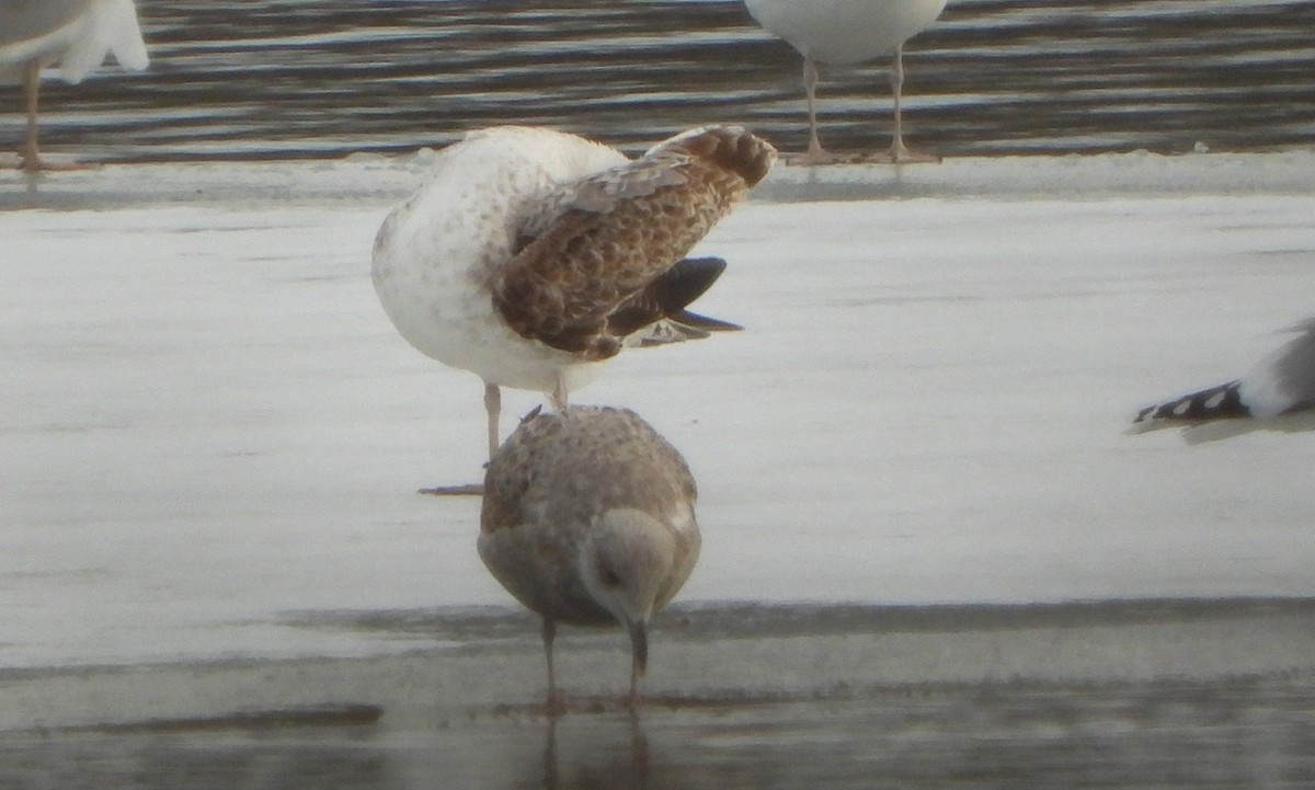 Goéland brun - ML647891845