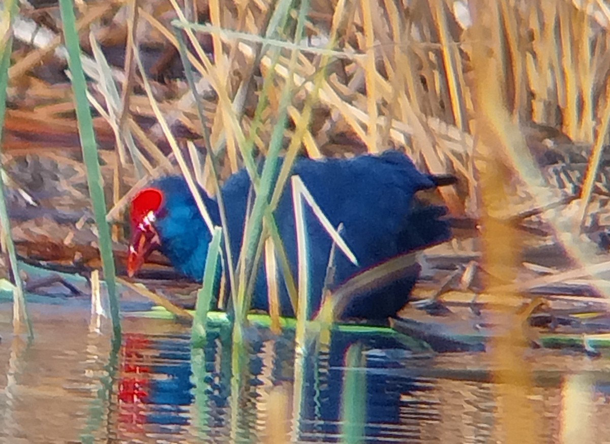 Talève sultane - ML647891846