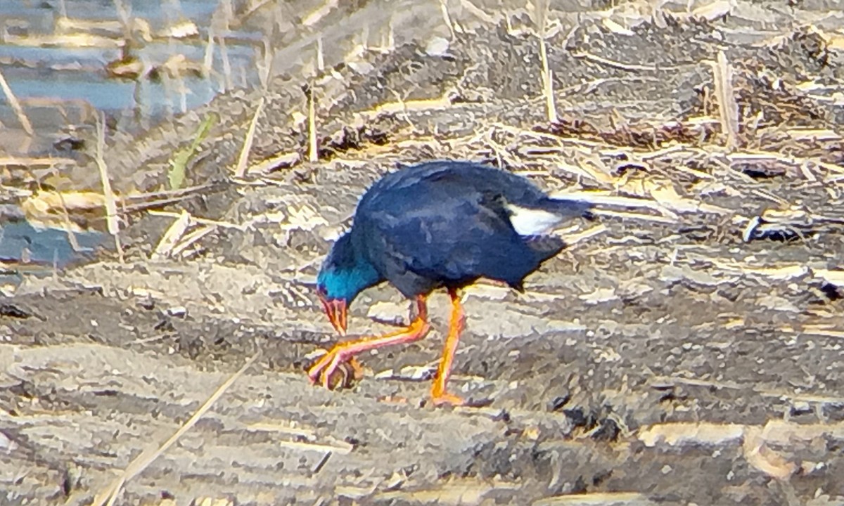 Talève sultane - ML647891847