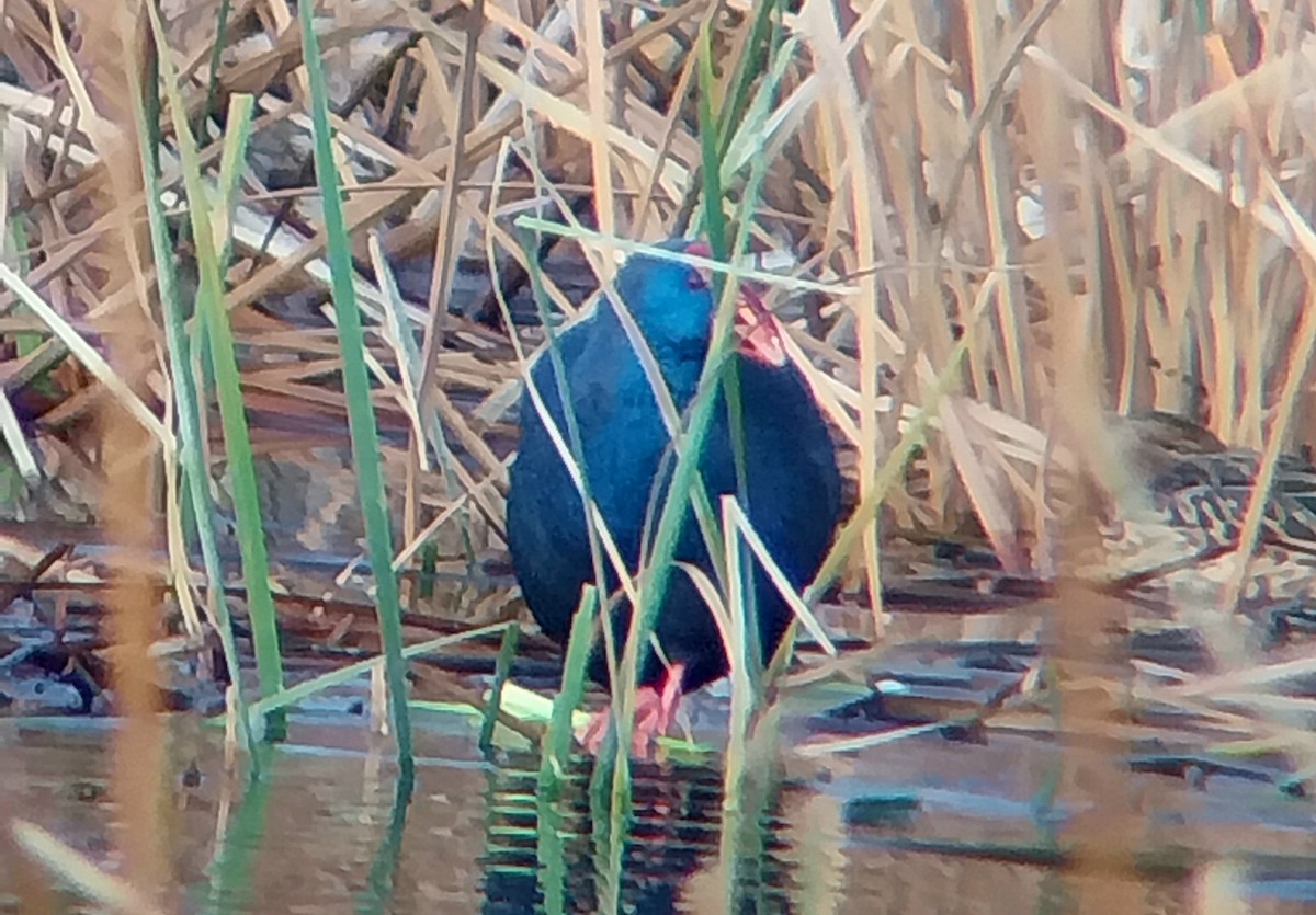 Talève sultane - ML647891848