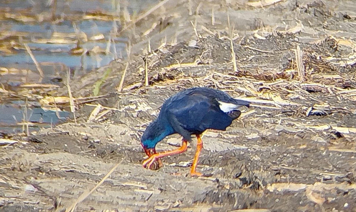 Talève sultane - ML647891849