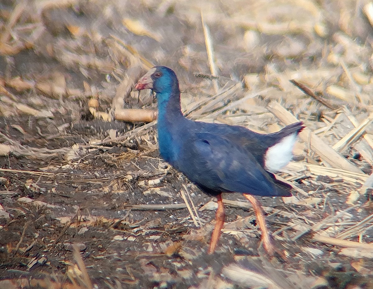 Talève sultane - ML647891850