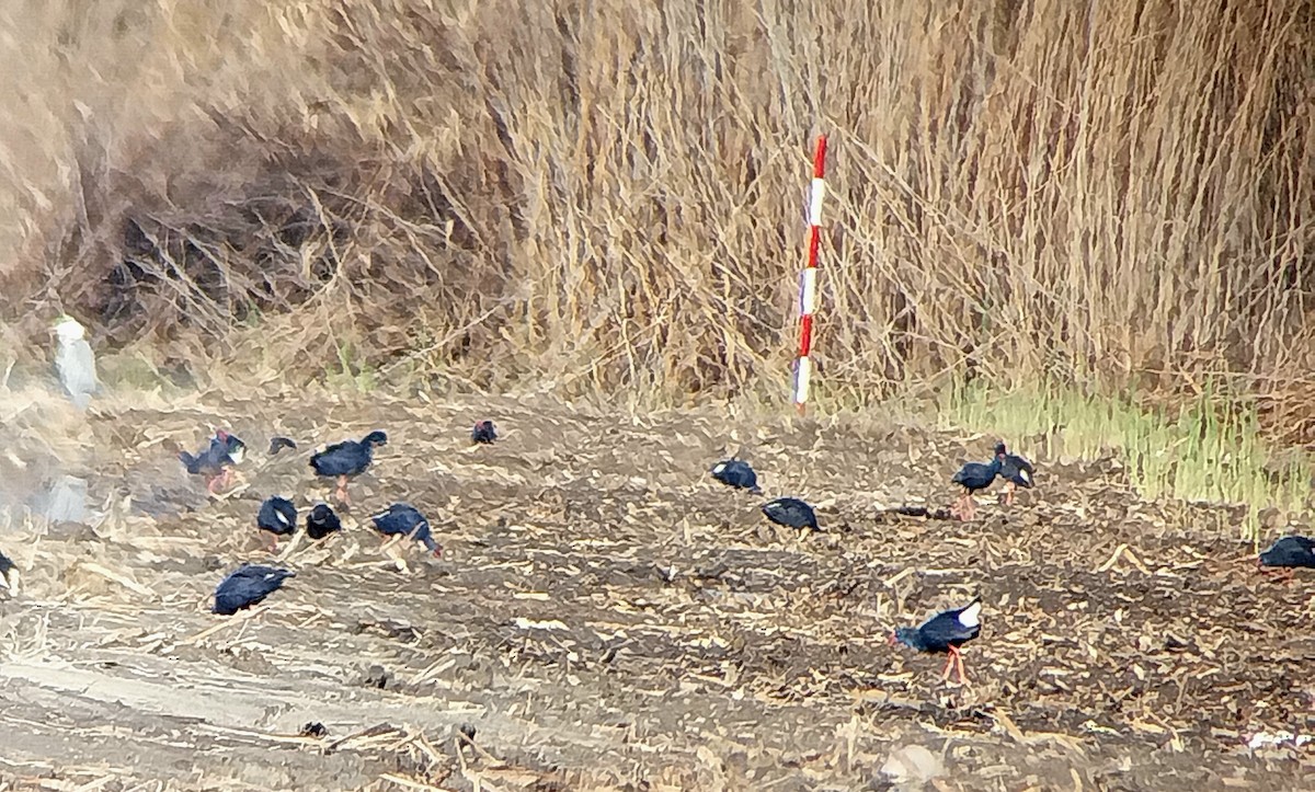 Talève sultane - ML647891851