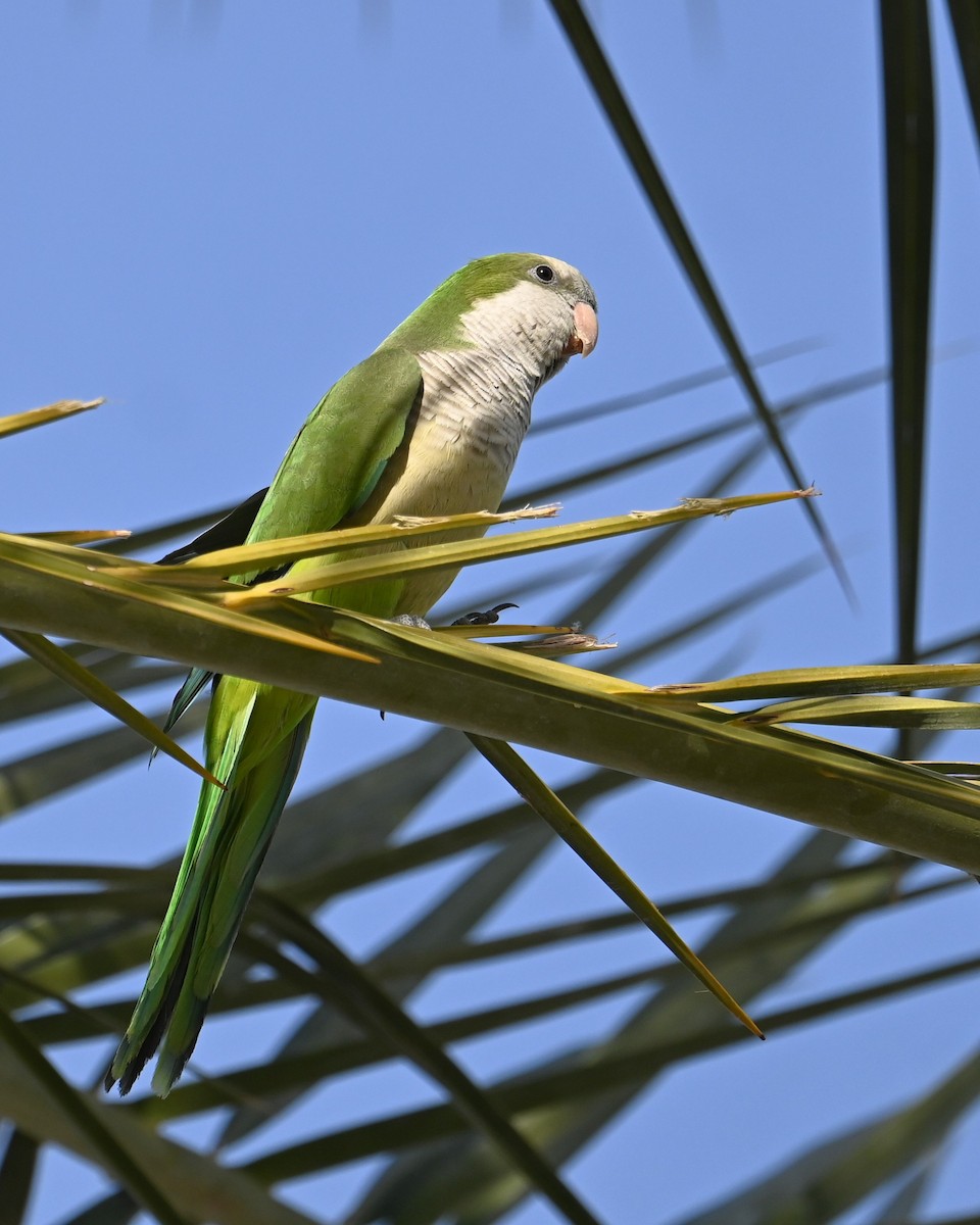 Perriche veuve - ML647891852