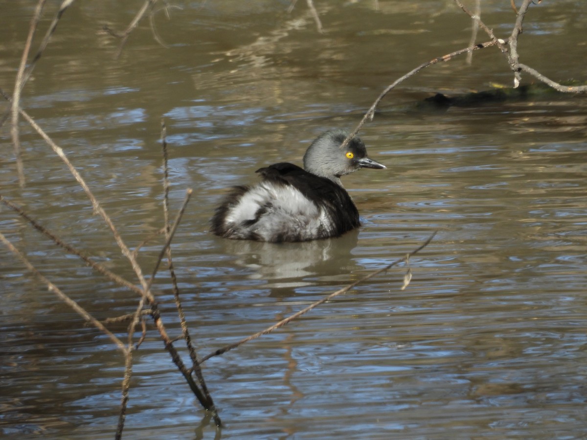 Grèbe minime - ML647891854