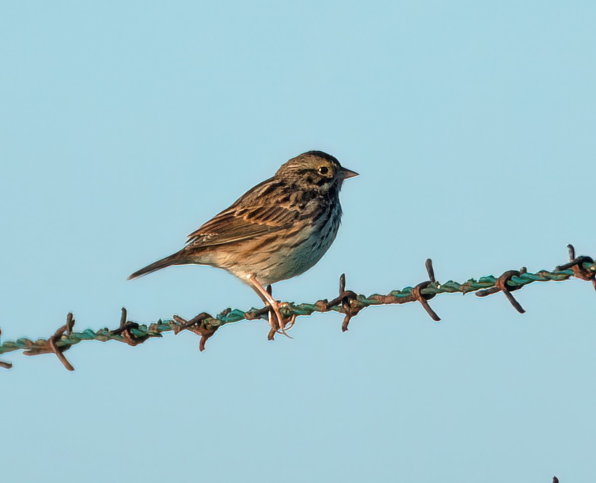 Bruant des prés - ML647891856