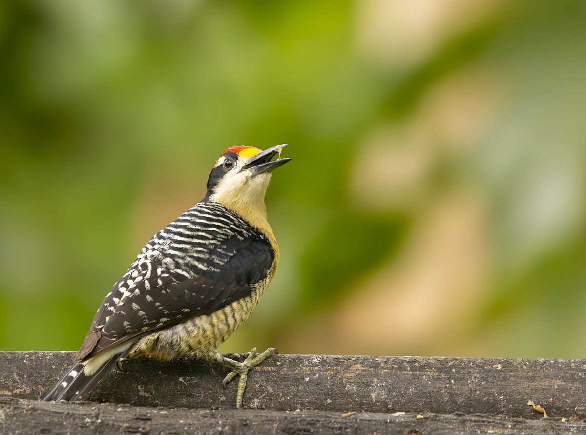 Pic de Pucheran - ML647891858