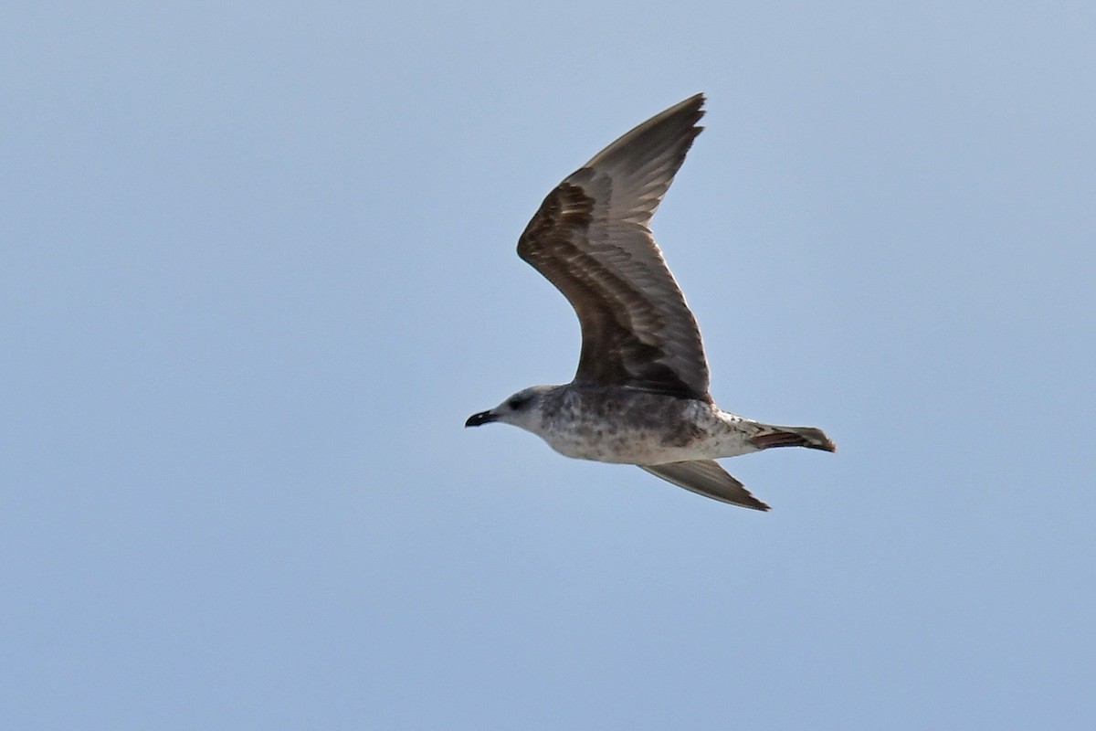 Goéland brun - ML647891859