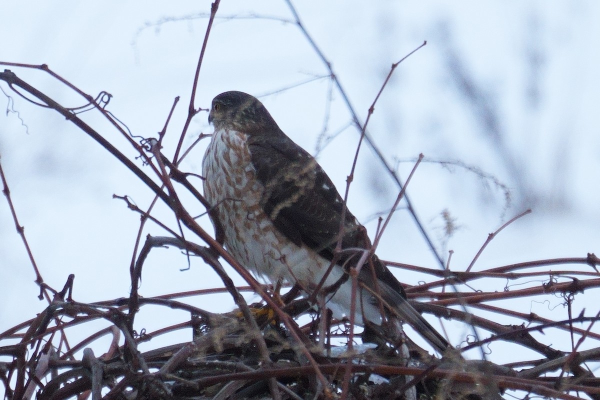 Épervier brun - ML647891860