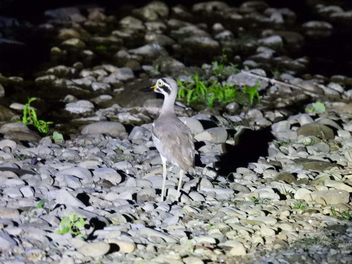 Grand Oedicnème - ML647891861