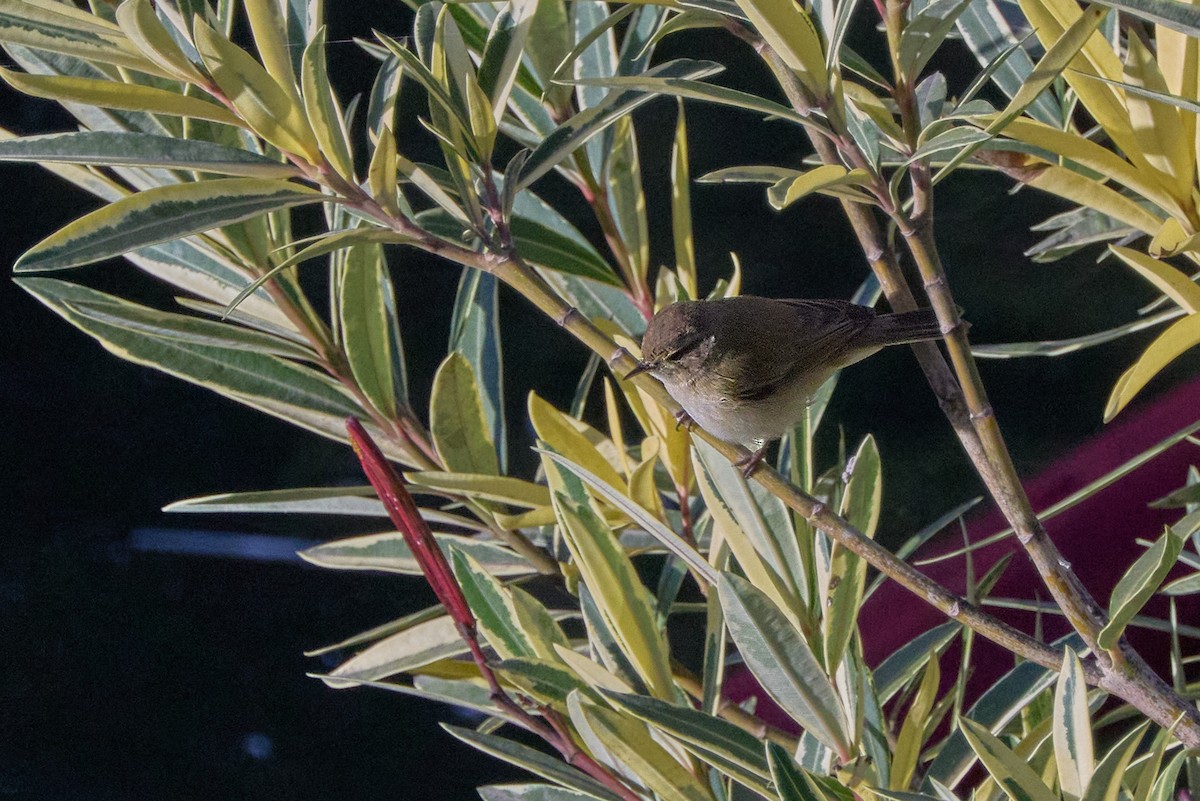 Pouillot véloce - ML647891862