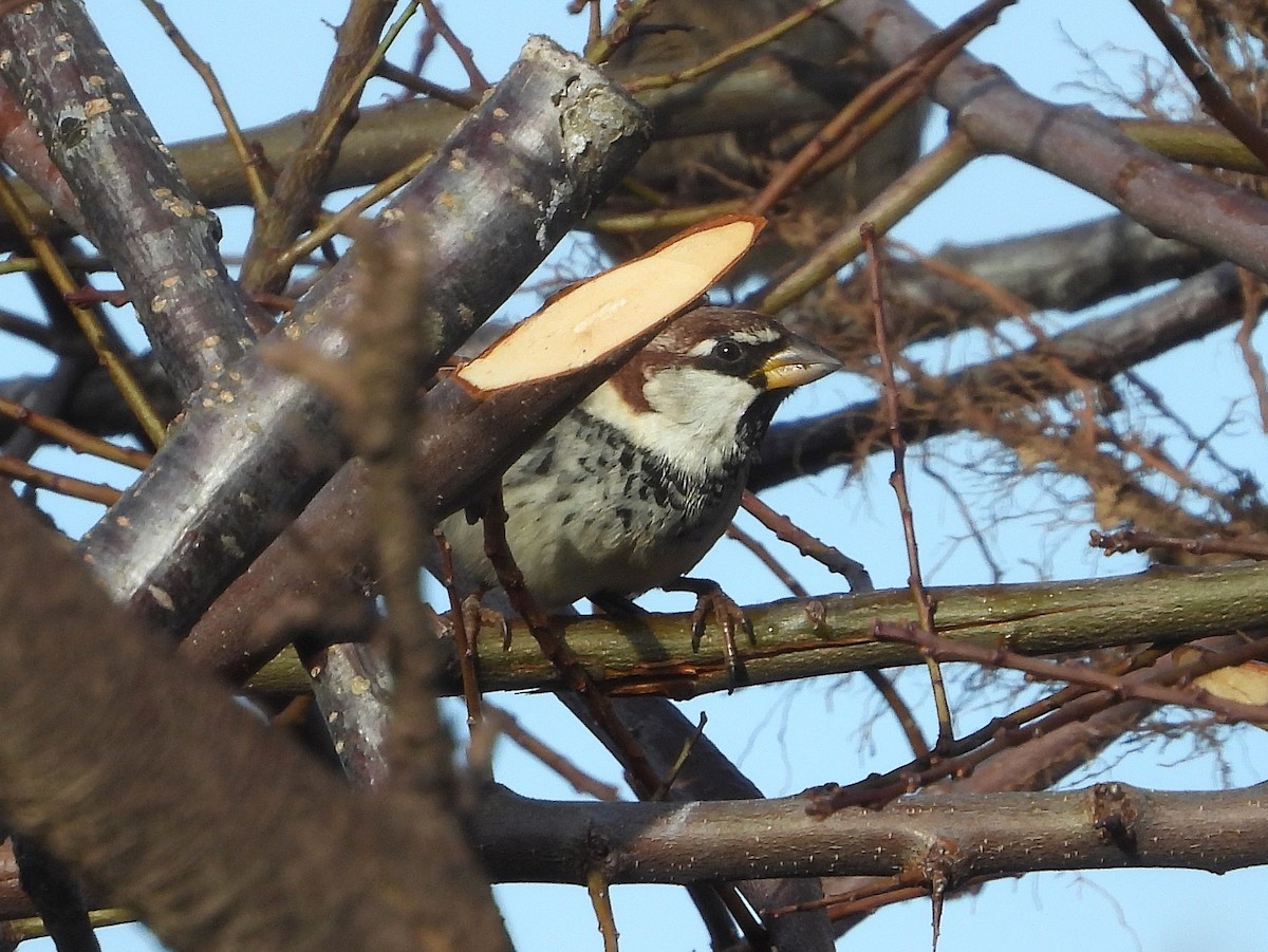 Moineau espagnol - ML647891863