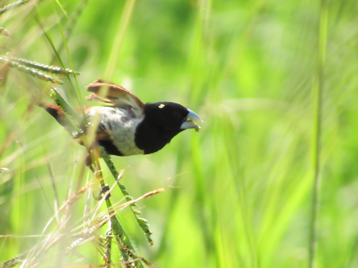 Мунія трибарвна - ML647891870