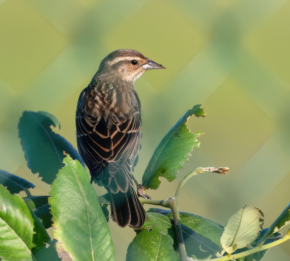 Red-winged Blackbird (Red-winged) - ML647891878