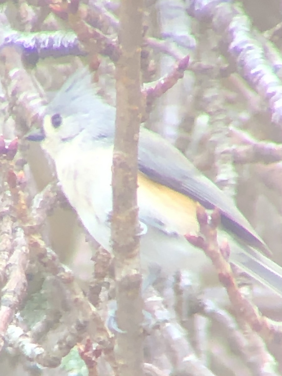 Синиця гострочуба - ML647891888