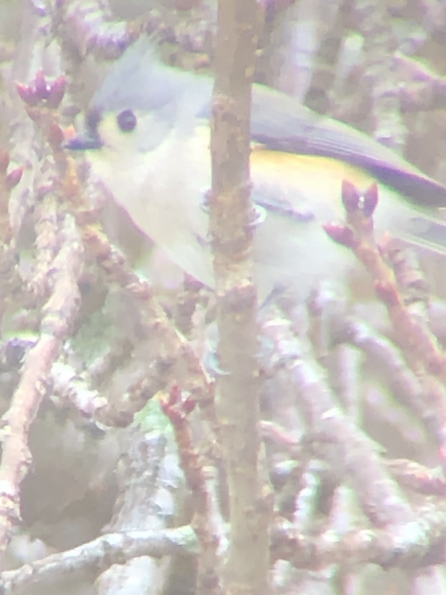 Синиця гострочуба - ML647891889