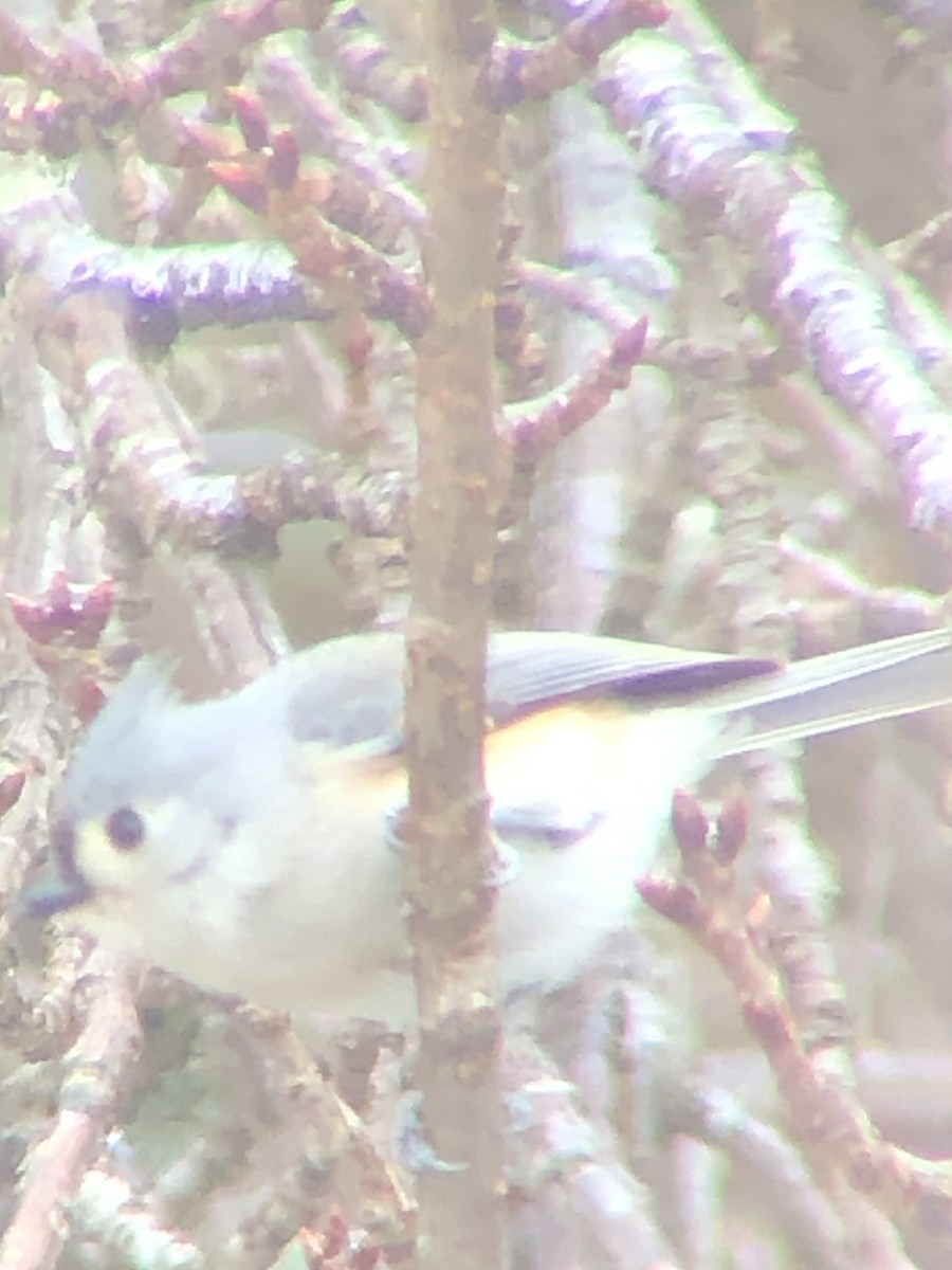 Синиця гострочуба - ML647891890