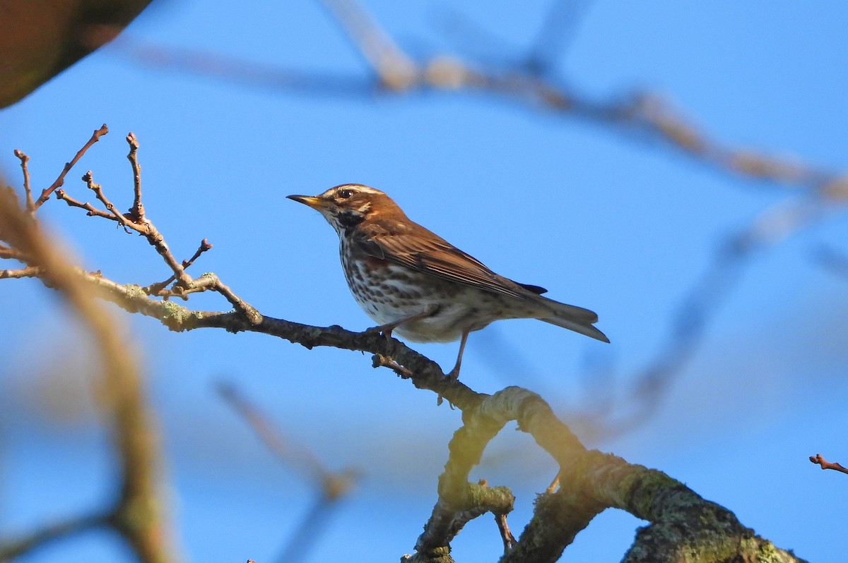 Rotdrossel - ML647891897