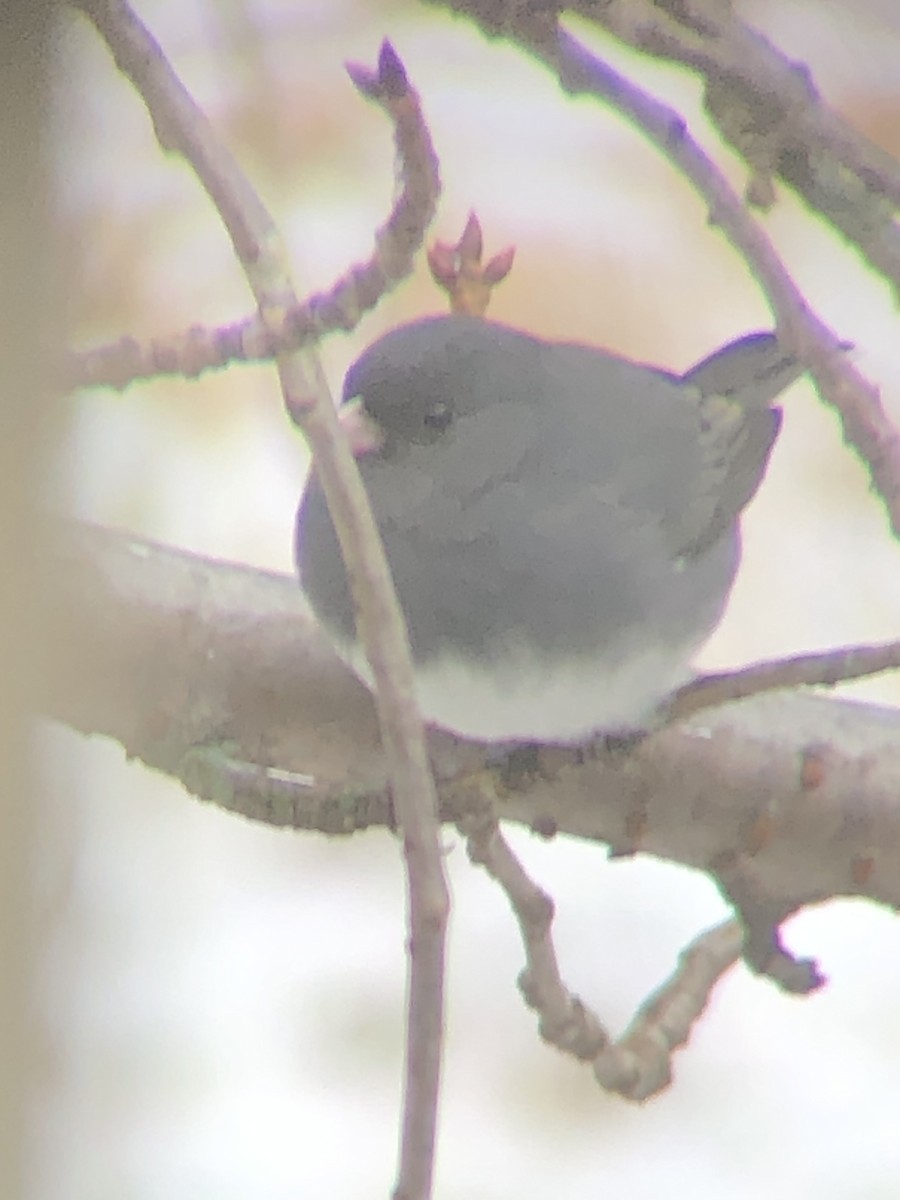 Юнко сірий - ML647891912