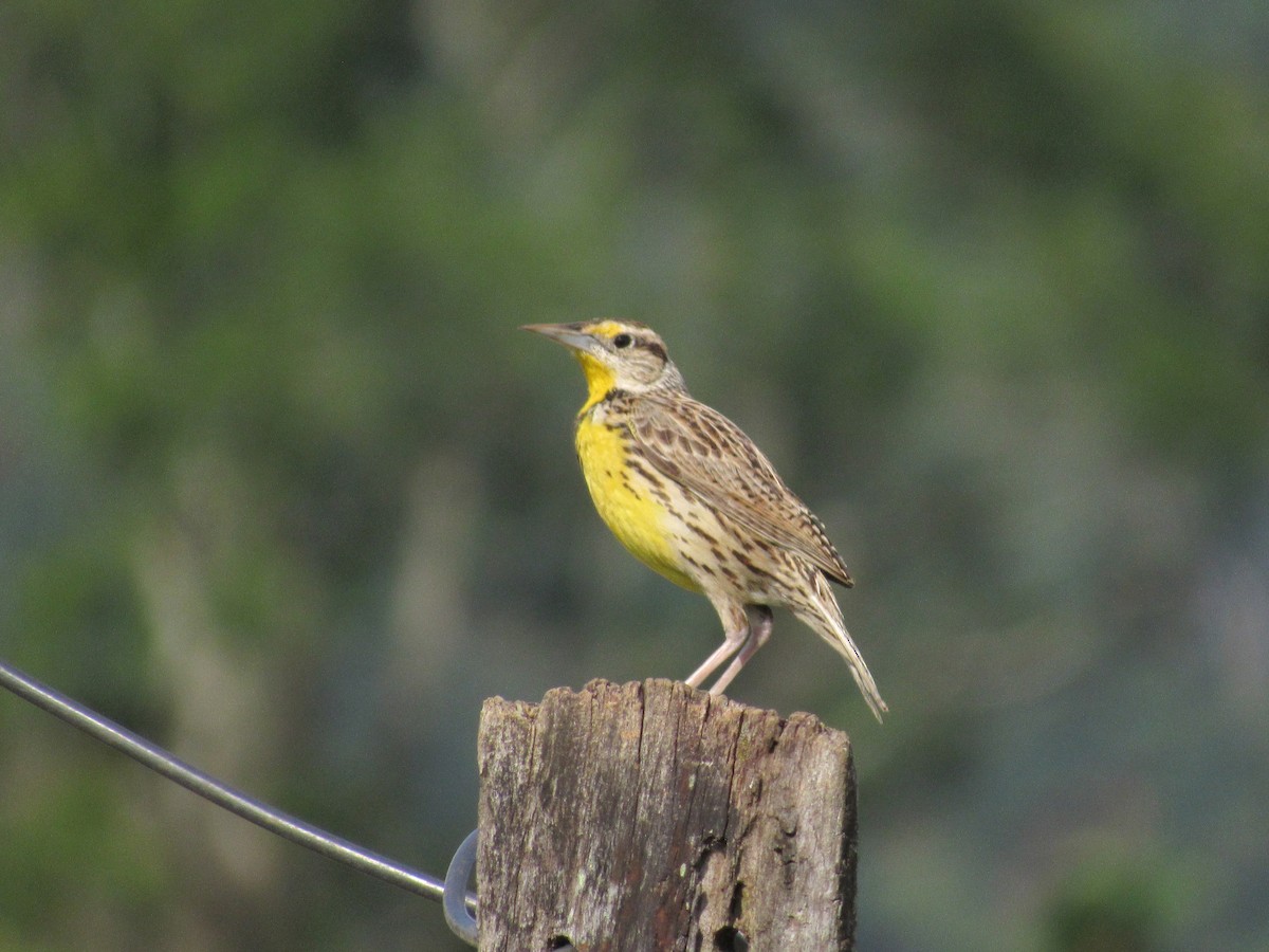 Eastern Meadowlark - ML647891934