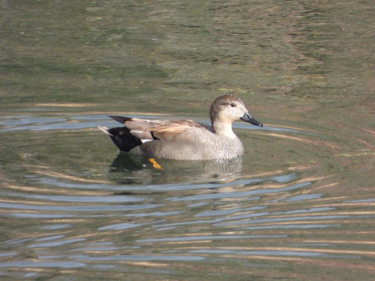 Ipar-ahatea - ML647891977